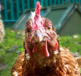 Chicken Asking A Question